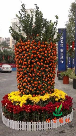 朱砂桔组合