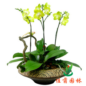 蝴蝶兰