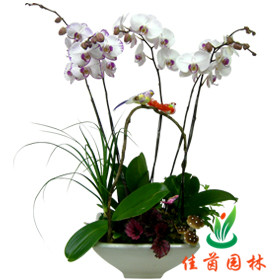 蝴蝶兰