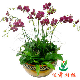 蝴蝶兰