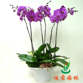 蝴蝶兰