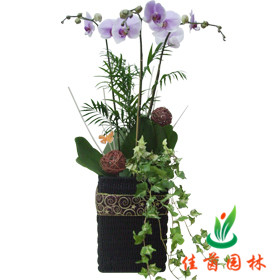 蝴蝶兰