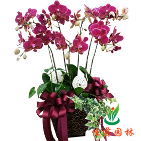 蝴蝶兰