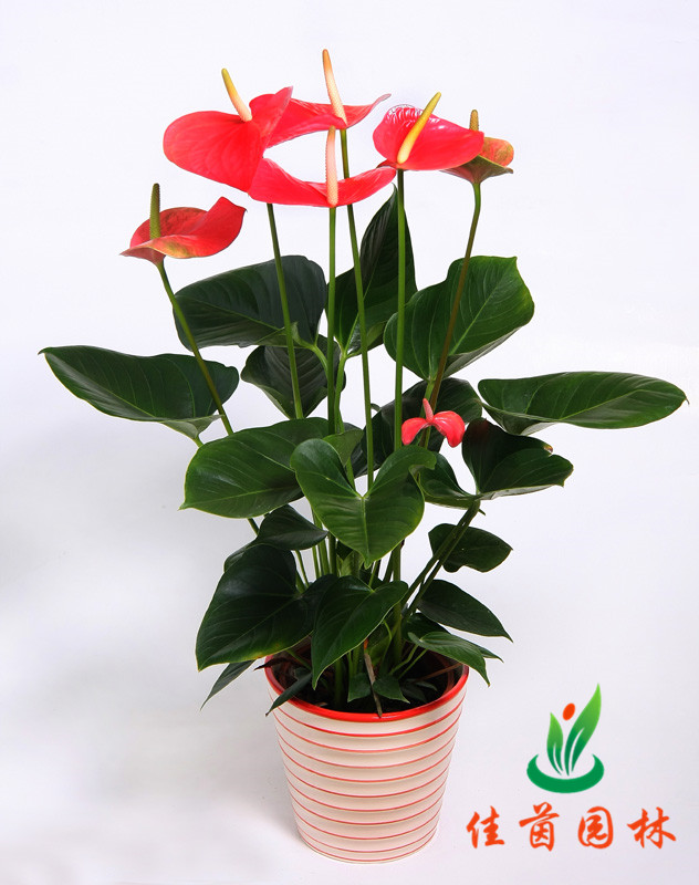 红掌花