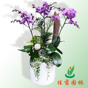 蝴蝶兰