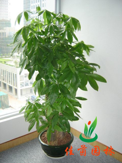 发财树