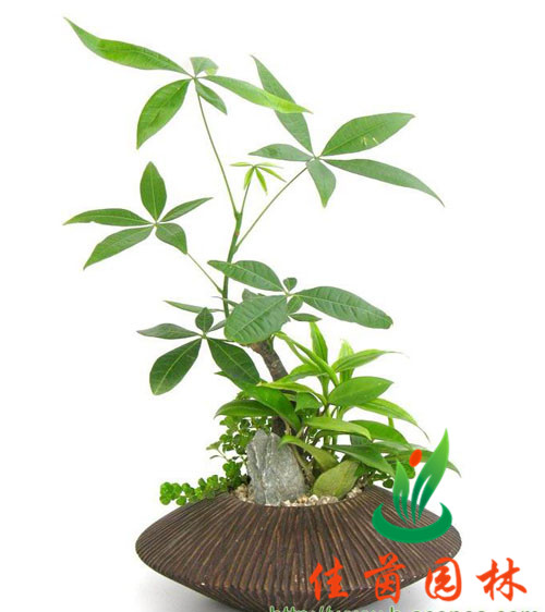 发财树组合