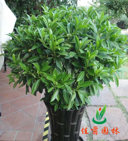 非洲茉莉