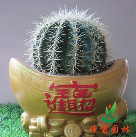 金琥