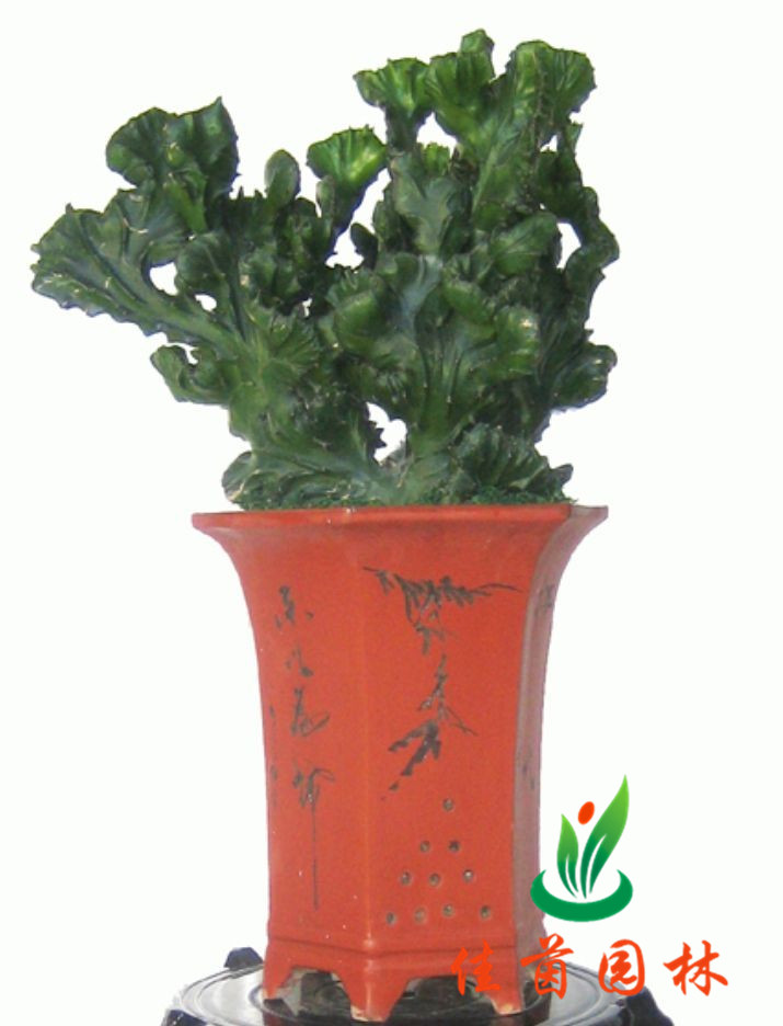 玉麒麟