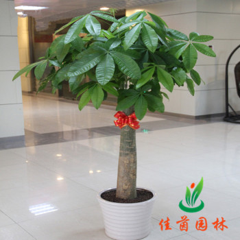 单杆发财树