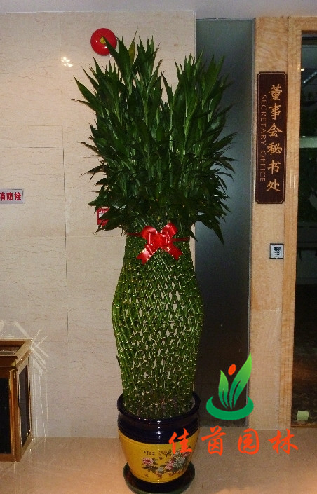 大富贵竹笼